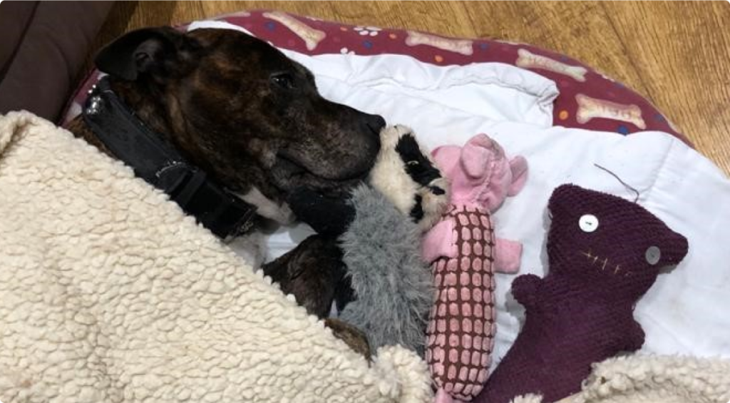 Dog sleeping with teddies
