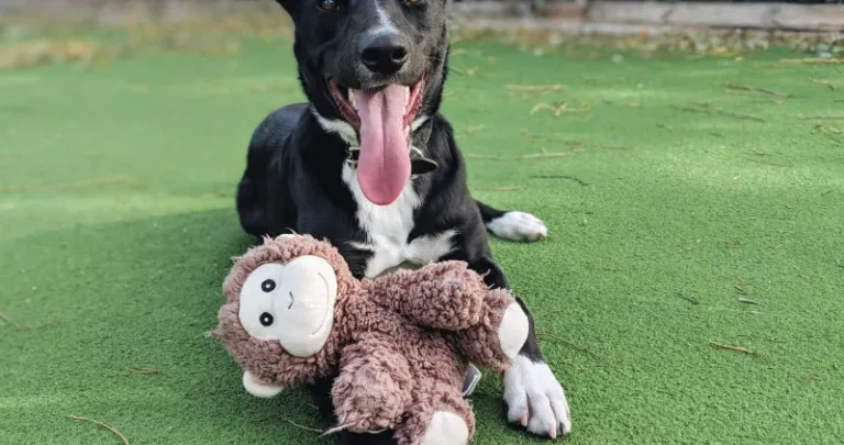 Dog playing with his soft toy