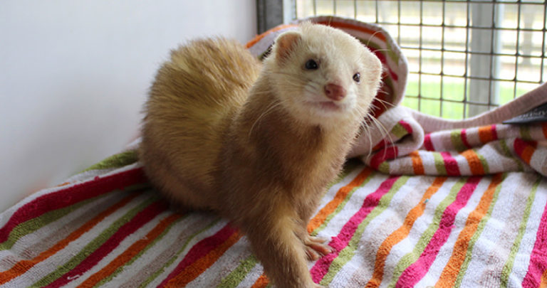 Ferret sitting on a blanket