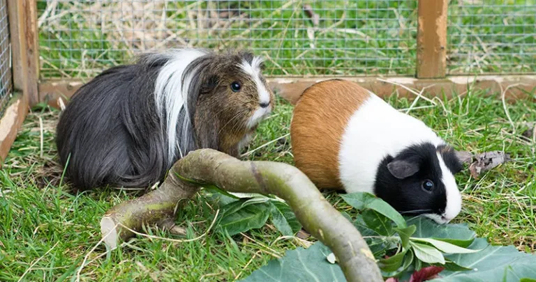 Guinea pigs roaming outside