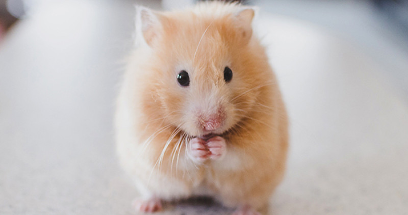 Syrian Hamster with Long Blue Argente Fur - wide 4