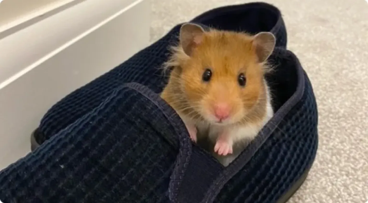 Hamster in a slipper