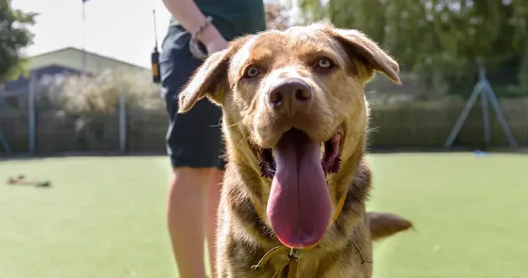 Relaxed brown dog with their tongue sticking out, and ears down looking into the camera with Woodgreen staff member in background