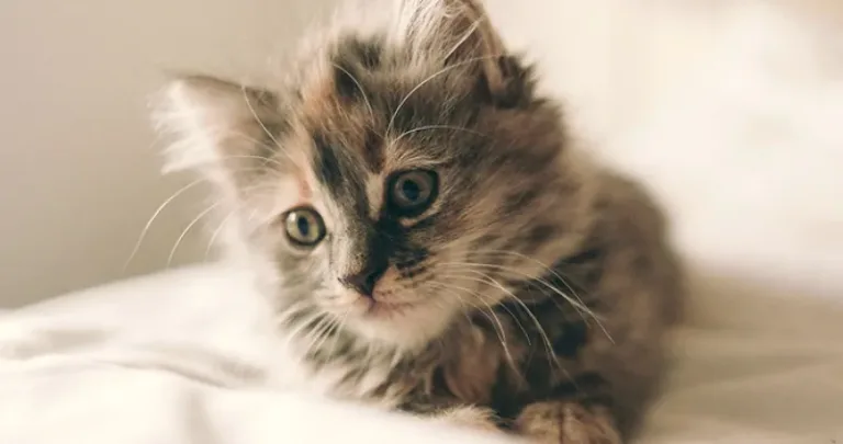 Kitten sitting on a bed