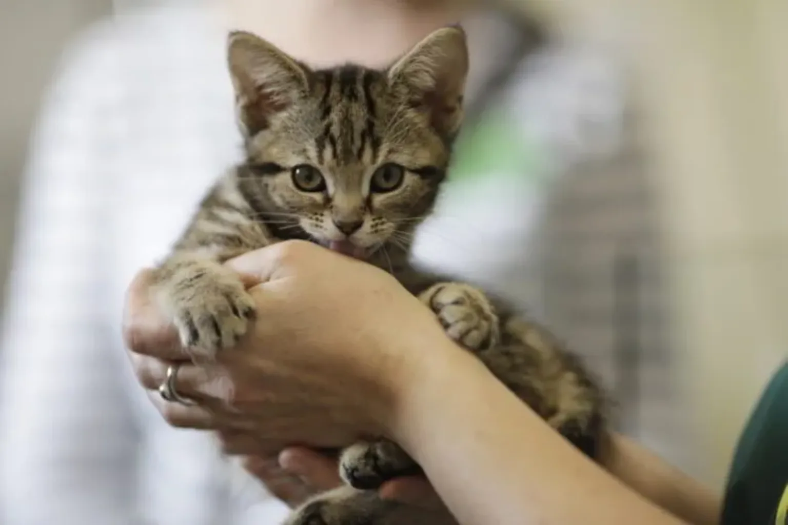 A small tabby kitten with large ears is being gently held in someone’s hands. The softly blurred background highlights its curious expression, reminding us how a gift in will for pet charity can offer kittens like this a bright future.