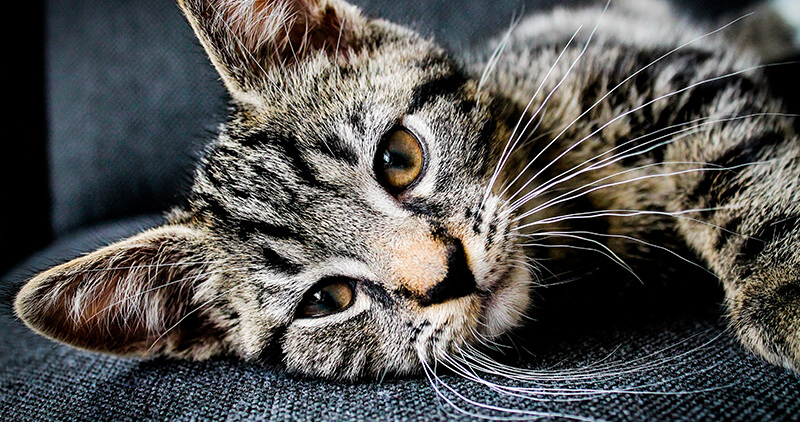 Cat laying on side