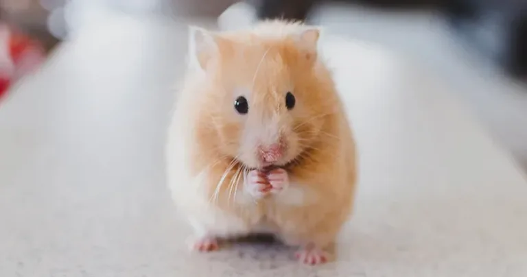 Light brown hamster