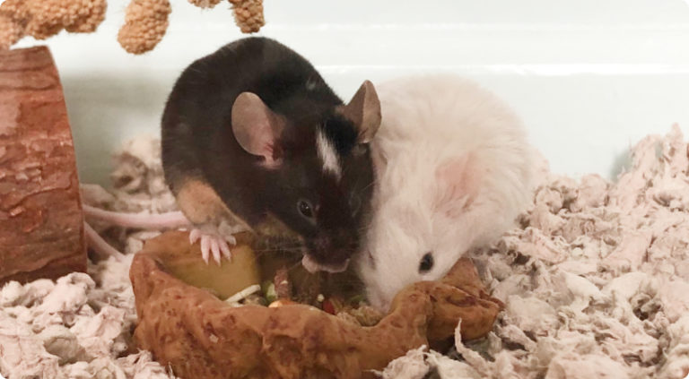 Mice eating a snack