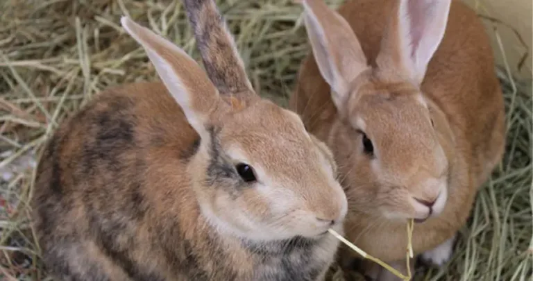 Two rabbit eating - e-learning workshop