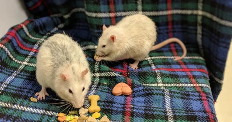 Two rats nibbling at their food