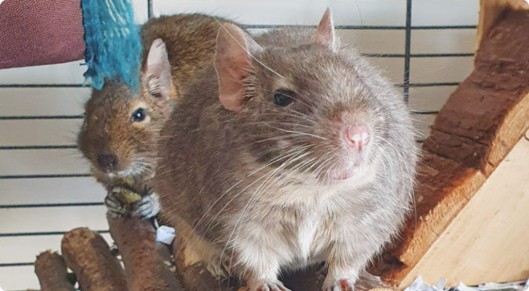 Rats in a cage