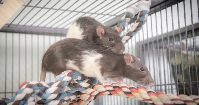 Rats playing on rope in their cage