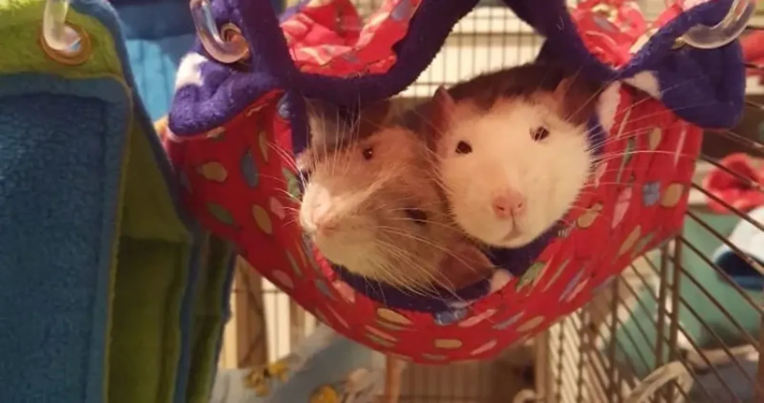 Rats sleeping in their cage