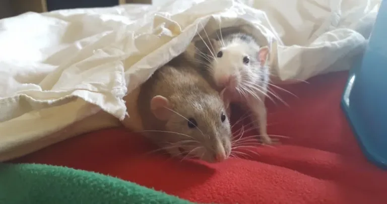 Rats sitting under a blanket