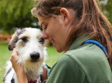 Dog being cuddled by staff member