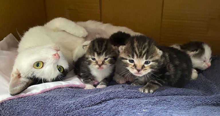 Tabby white cat with her kittens