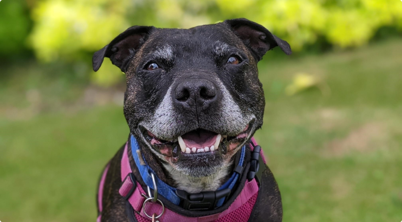 Foster a dog How you can help Woodgreen