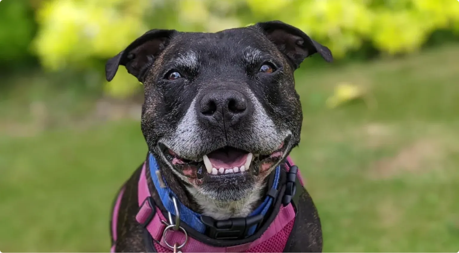 A very happy older dog