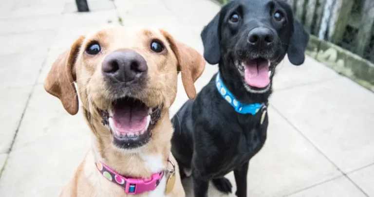 Two dogs out for a walk