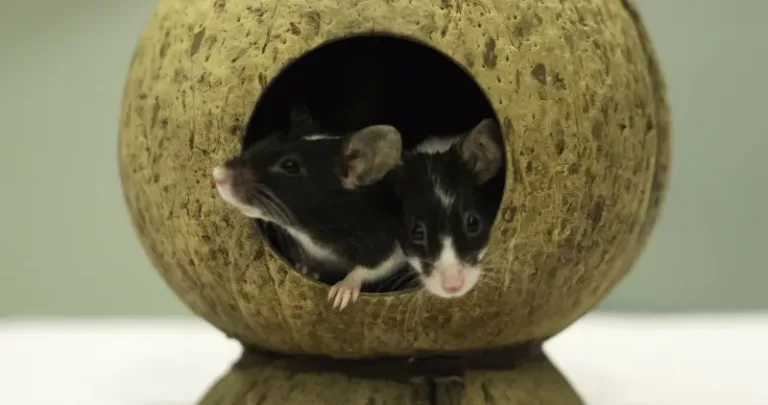 Two mice playing in a toy