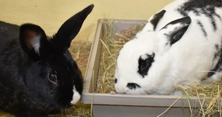A black and a white rabbit eating hay
