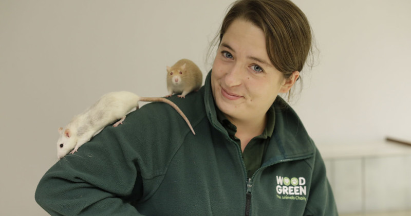 Rat's sitting on a Woodgreen staff's shoulder