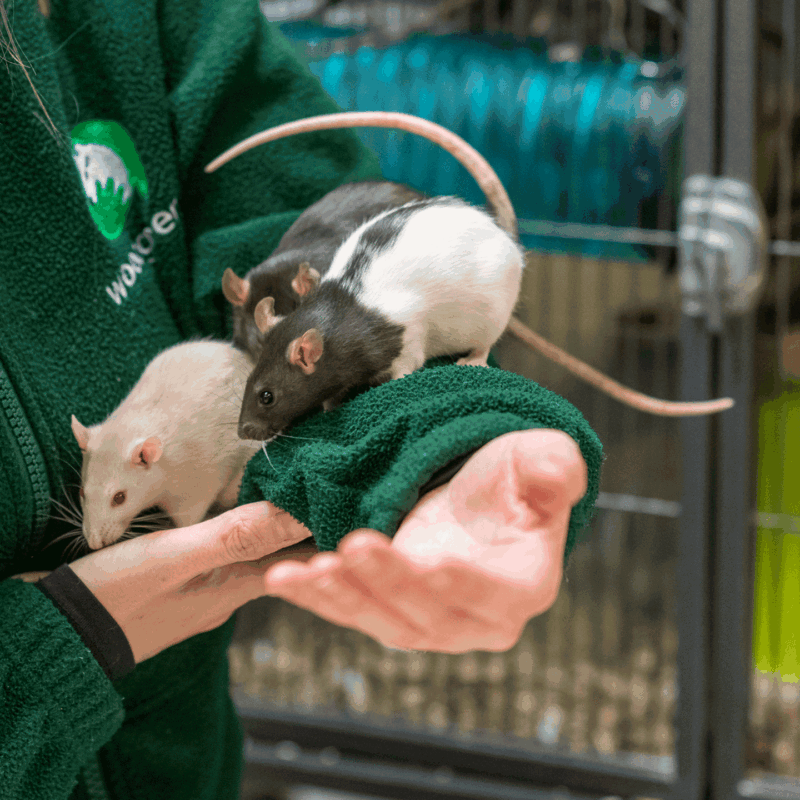 Help and advice for owners of pet Rats | Woodgreen Pets Charity