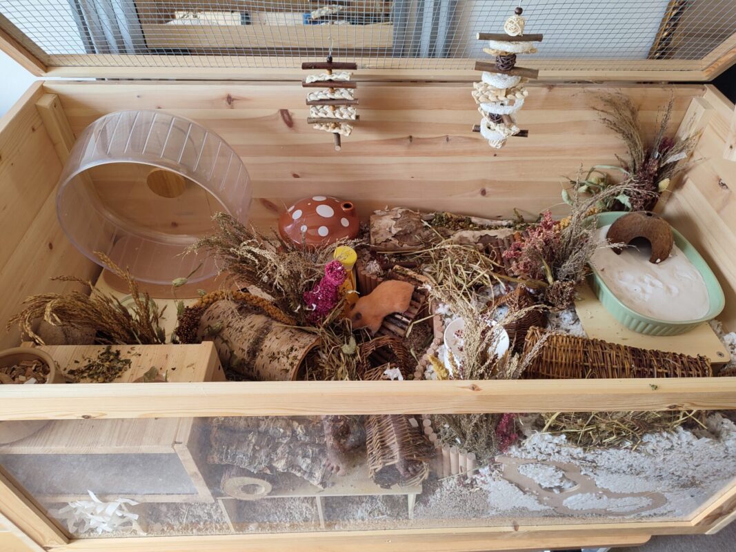 A wooden hamster enclosure filled with natural items like dried plants, wooden tunnels, a running wheel, a ceramic food dish, a mushroom-shaped hide, hanging chews, and various textures for your hamster’s enrichment.