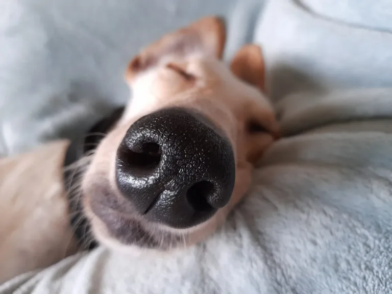 Sleepy dog - Sonny - Woodgreen Pets Charity