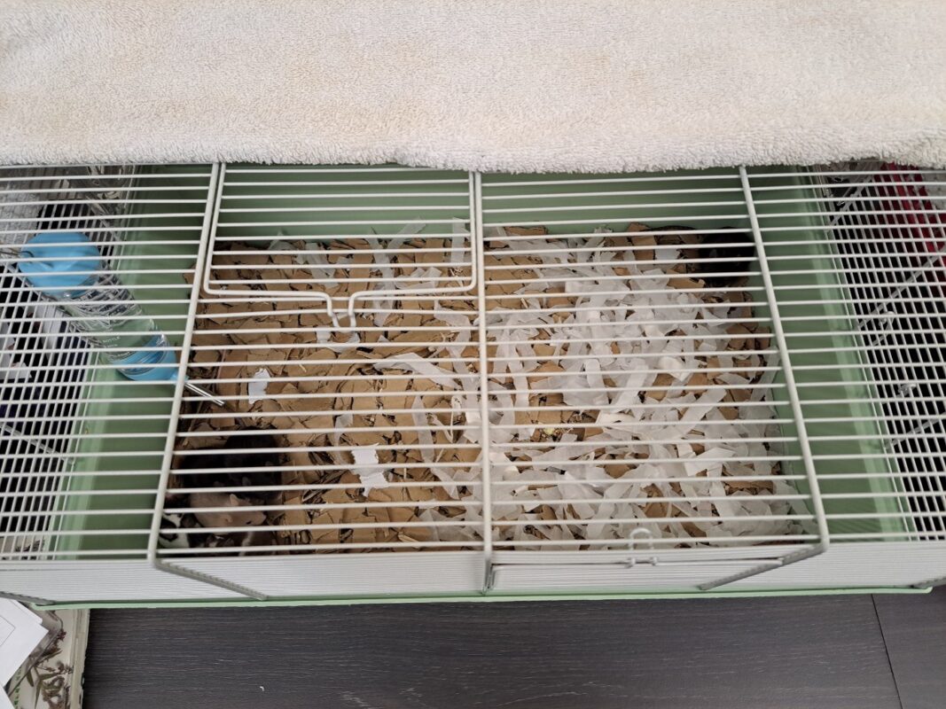 A small animal cage with shredded paper bedding, a water bottle on the left, and a small dark animal—possibly a mouse or hamster—in the bottom left corner. Wondering how many mice are inside? A towel covers part of the cage top.