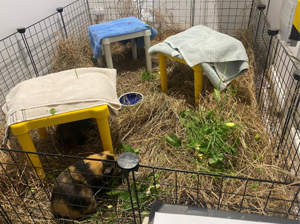 A cosy guinea pig enclosure features hay flooring, two adorable guinea pigs, tables covered with towels, a blue water bowl, and fresh greens scattered inside a wire pen—showing why many wonder: how many guinea pigs should you keep for their happiness?.