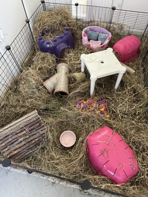 A cozy guinea pig enclosure filled with hay, featuring tunnels, shelters, a white plastic table, a pink bowl, wooden logs, and plush beds in pink and purple, all safely surrounded by a black wire fence.