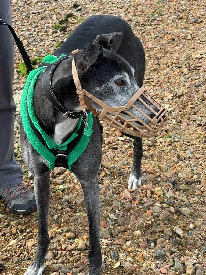 Muzzle Training Your Step by step Guide Woodgreen Pets Charity