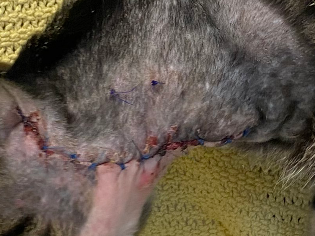 A close-up of a cat’s shaved skin shows stitches in the healing stage after a recent surgical incision, with some redness and mild swelling. The animal is lying on a yellow textured surface.