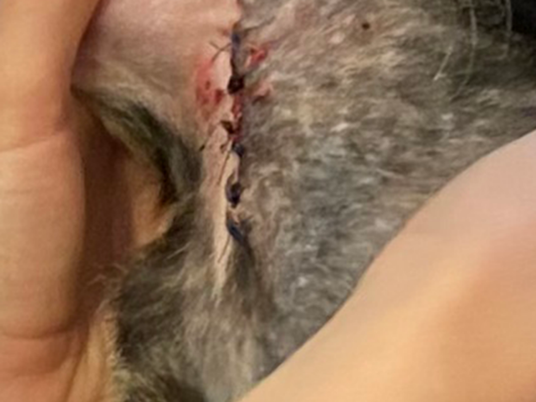 A close-up of a person's hand gently holding a cat, showing a stitched wound with black sutures and some redness on the cat's neck or upper body in the healing stage.