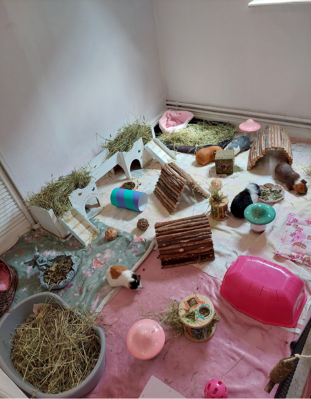 A spacious indoor guinea pig enclosure demonstrates how to house your guinea pigs, featuring several guinea pigs enjoying tunnels, hideouts, hay piles, food bowls, and colourful toys arranged on soft blankets and pads.