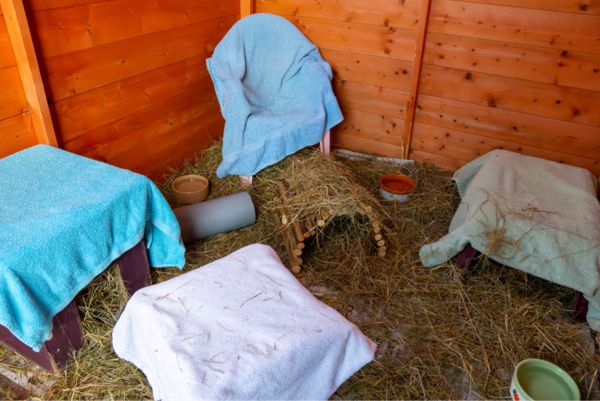 A cosy animal enclosure with wooden walls, hay on the floor, covered shelters, food bowls, and a small hideout—this setup is a great example of how to house your guinea pigs.