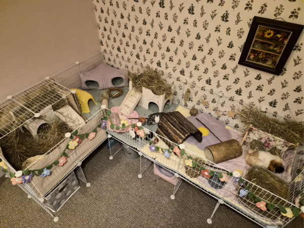 Two guinea pigs rest in a large, L-shaped cage decorated with colourful flower garlands — an excellent example of how to house your guinea pigs comfortably. The cage contains hay, cosy hideouts and a fun tunnel.
