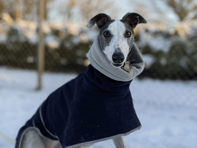Picture of Cold weather tips for dog owners | Woodgreen Pets Charity