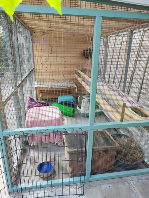 A spacious outdoor rabbit enclosure with wooden walls, mesh fencing, a wooden shelf, covered beds, food bowls, a litter box, and hay. The space is clean and well-organized for small pets.