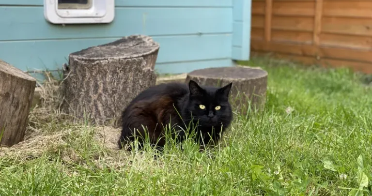 Black cat in front of tree logs