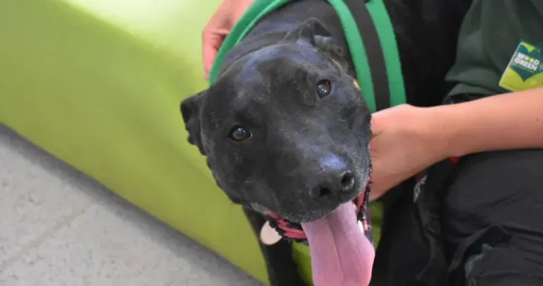 A black dog with Woodgreen staff member