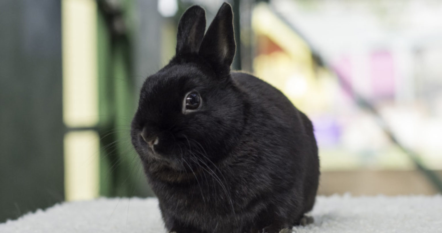 How to spot if your rabbit has blocked tear ducts Woodgreen Pets Charity