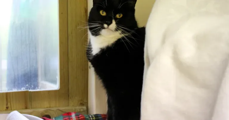 Black and white cat by a door