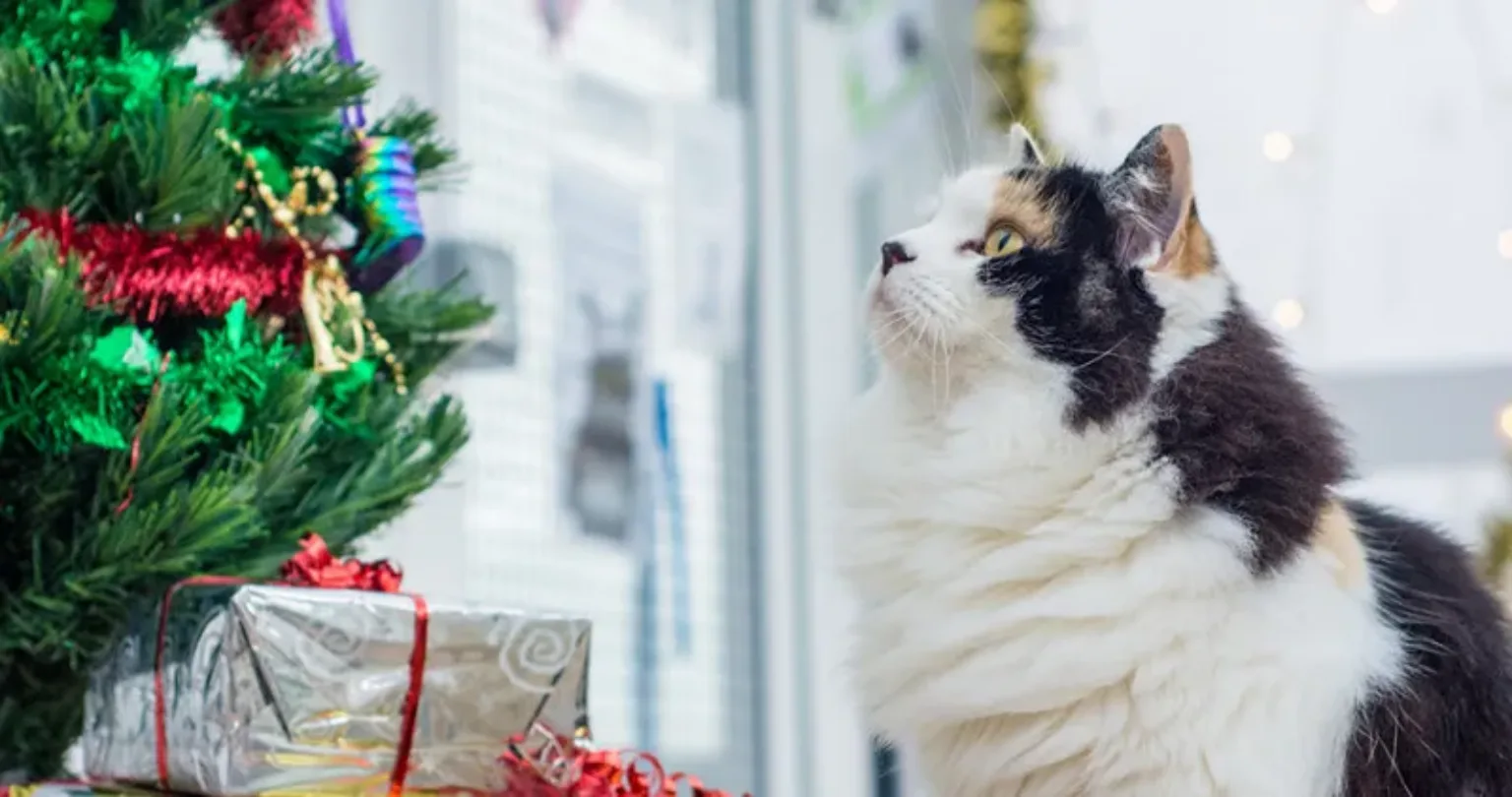 A cat looking up at a Christmas tree