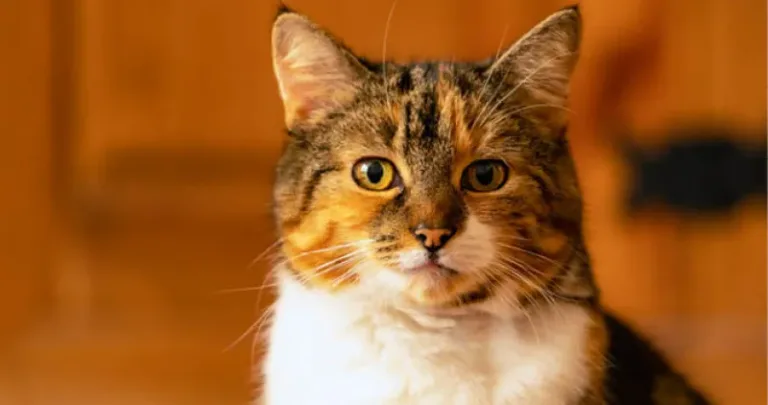 Tabby cat on an orange background