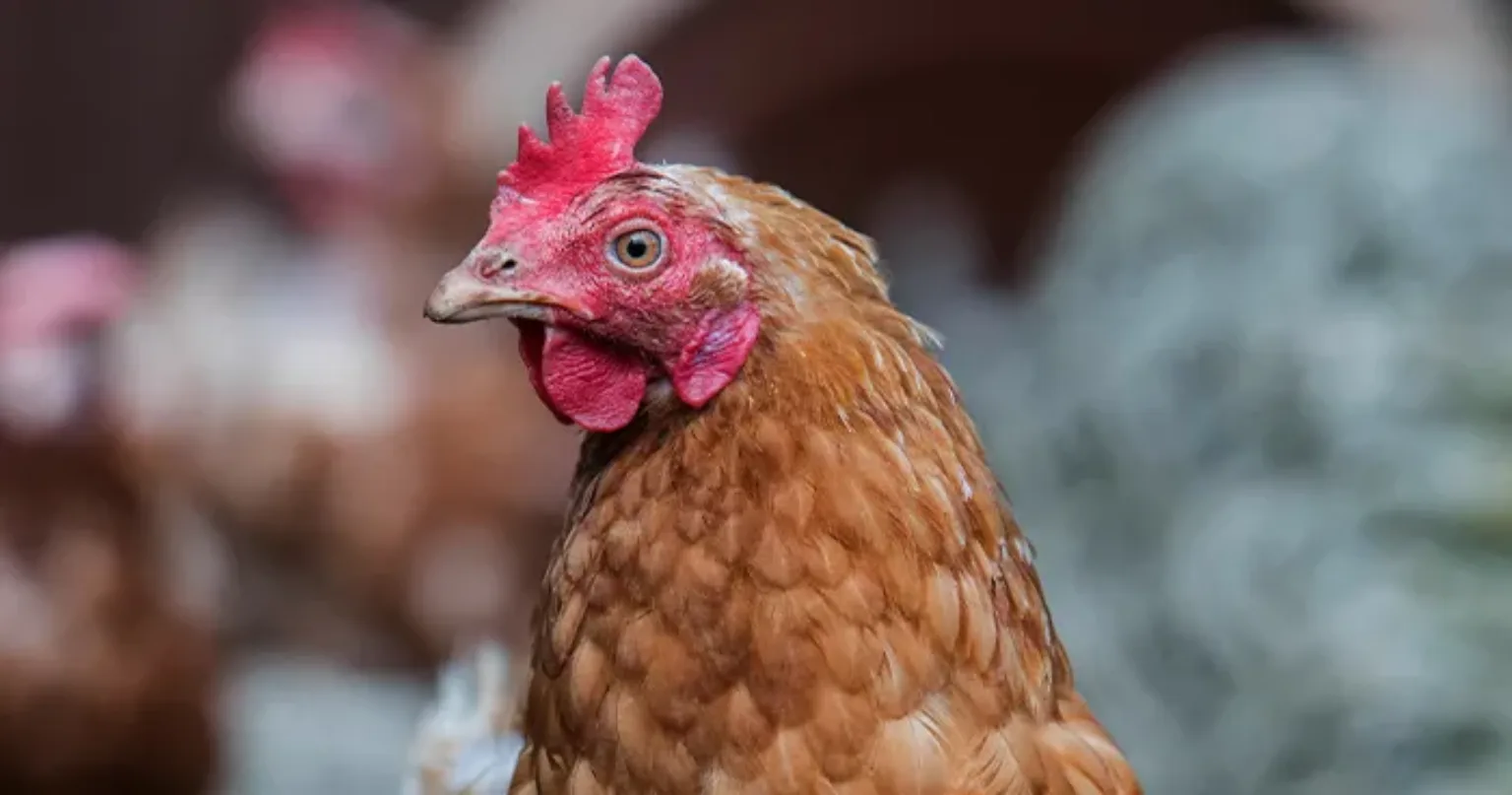 Chicken outside
