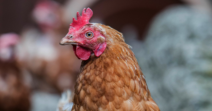Chicken outside