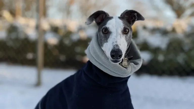 A dog wrapped up in a coat