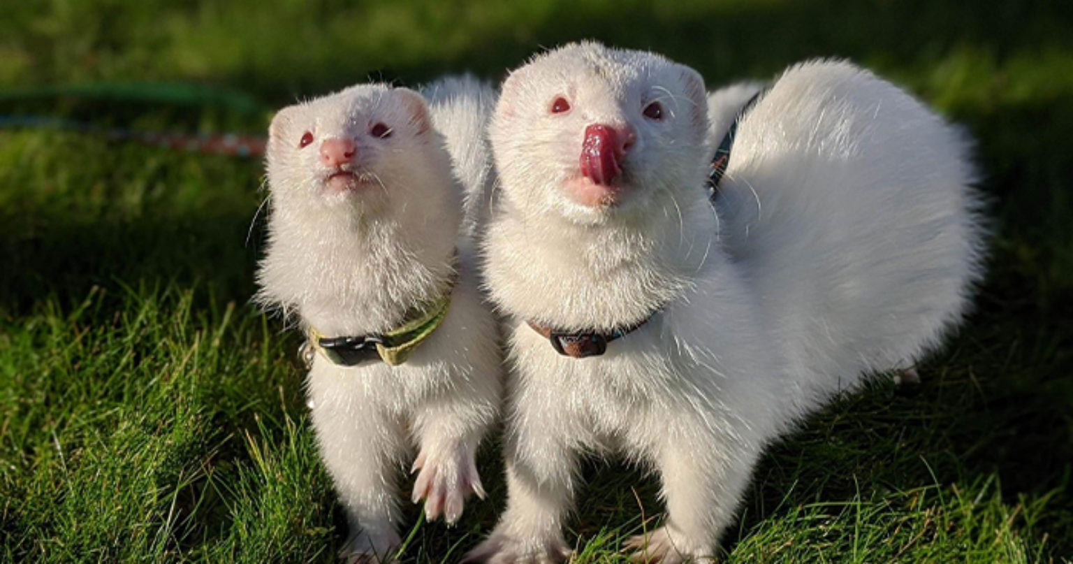 How many ferrets should you keep? Woodgreen Pets Charity